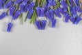 Blue fresh flowers in the form of a frame on the edge on a gray background Royalty Free Stock Photo