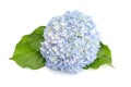 Blue Fresh Hydrangea and leaves isolated