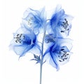 Blue Flowers On White Background A Delicate 3d X-ray Illustration