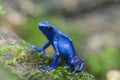 Blue frog Royalty Free Stock Photo