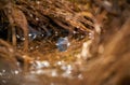 Blue frog - Rana arvalis in the pond in the reeds