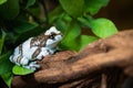 Blue Frog sitting on tree branch