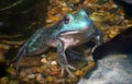 Blue frog water pond bullfrog pond terrarium animal amphibian Royalty Free Stock Photo