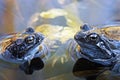 Blue frogs Royalty Free Stock Photo