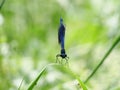 Blue colored dragonfly Banded Demoiselle, Calopteryx splendens Royalty Free Stock Photo
