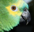 Blue Fronted Amazon Royalty Free Stock Photo