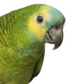 Blue-fronted Amazon Royalty Free Stock Photo