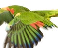 Blue-fronted Amazon Royalty Free Stock Photo