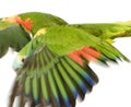 Blue-fronted Amazon