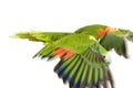 Blue-fronted Amazon Royalty Free Stock Photo