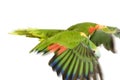 Blue-fronted Amazon