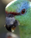 Blue-Fronted Amazon