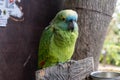 Blue-fronted amazon (Amazona aestiva) parrot chained in zoo Royalty Free Stock Photo