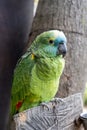 Blue-fronted amazon (Amazona aestiva) parrot chained in zoo Royalty Free Stock Photo