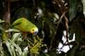 Blue-fronted Amazon parakeet