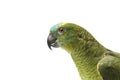 Blue fronted Amazon parrot Royalty Free Stock Photo