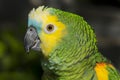 Blue-fronted Amazon Parrot