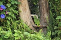 Blue-fronted amazon