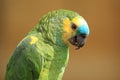 Blue-fronted amazon Royalty Free Stock Photo