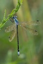 Blue-fronted dancer damselfly Royalty Free Stock Photo