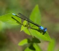Blue-fronted Dancer Royalty Free Stock Photo