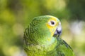 Blue-fronted parrot Royalty Free Stock Photo