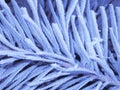 Blue frost background - Stock Photos Royalty Free Stock Photo