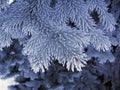 Blue frost spruce, super frost space needle. Snow white blue tree branches