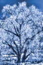 Blue frost tree with encrusted with ice and snow, limbs and branches - wintery peaceful scene