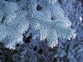 Blue frost tree, super frost space needle. Snowing blue tree branches Royalty Free Stock Photo