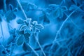 Blue frosty leaves background - Abstract Royalty Free Stock Photo