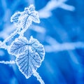 Blue, Frosty, leaves, winter