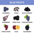 Blue fruits collection info graphic, food vector illustration