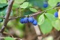 Blue fruits on the damson tree. Royalty Free Stock Photo
