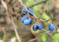 Blue fruits on the damson tree. Royalty Free Stock Photo