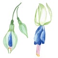 Blue fuchsia botanical flower. Watercolour drawing fashion aquarelle isolated. Isolated fuchsia illustration element.