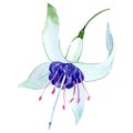 Blue fuchsia floral botanical flower. Watercolor background set. Isolated fuchsia illustration element.