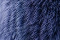 Blue fur macro Royalty Free Stock Photo