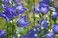 Blue garden bells close-up