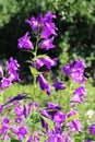 blue garden bells on a sunny day