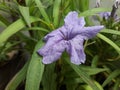 Blue in garden Royalty Free Stock Photo