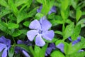 Raindrops on a blue periwinkle.