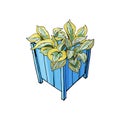 Blue garden pots with hosta flower. Hand drawn and colored sketch.