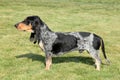 Blue Gascony Basset Royalty Free Stock Photo