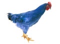 Blue genetic modified chicken isolated