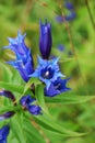 Blue gentian