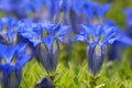 Blue gentian Royalty Free Stock Photo