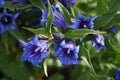 blue gentian flower Royalty Free Stock Photo