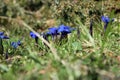 Blue gentian flowers Royalty Free Stock Photo
