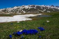 Blue gentian flowers at Campo Imperatore in Abruzzo